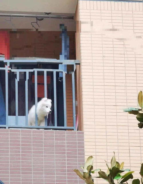 黑料吃瓜网apk普通安装 