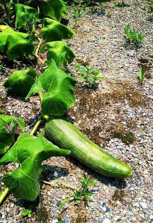 黑料吃瓜网apk普通安装 