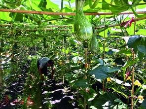 黑料吃瓜网apk普通安装  第3张