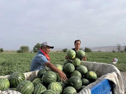 黑料吃瓜网apk普通安装 