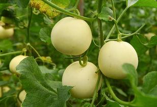 黑料吃瓜网apk普通安装  第3张