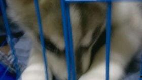 黑料吃瓜网apk普通安装  第3张