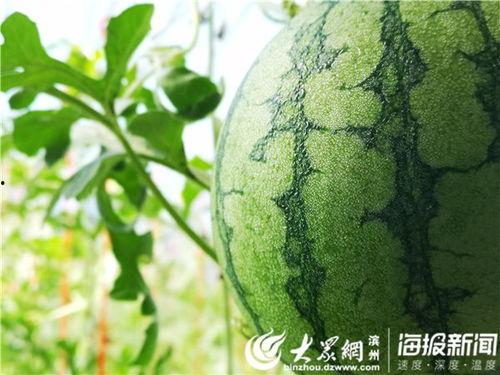 黑料吃瓜网apk普通安装  第3张
